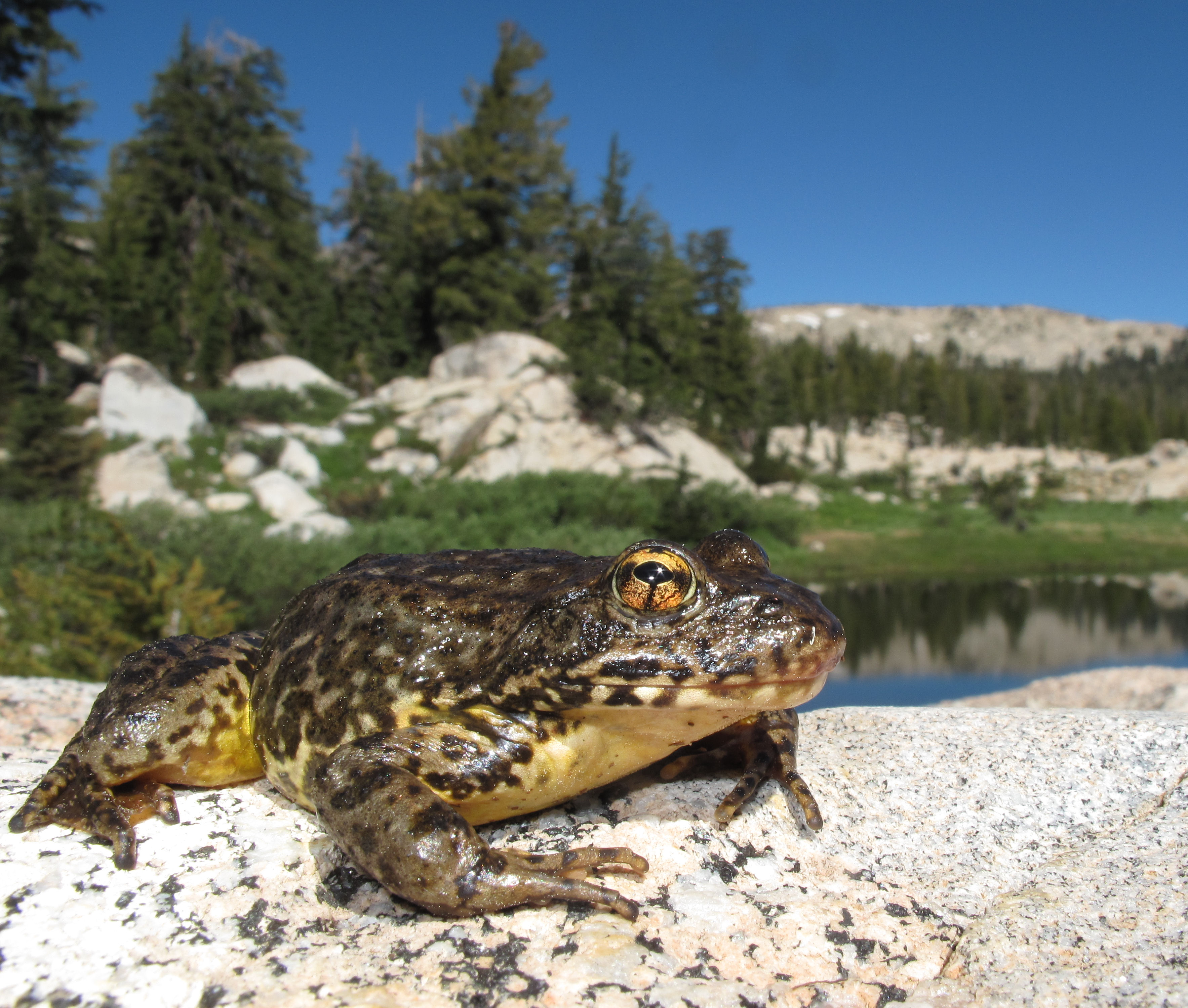 Hopeful findings for an endangered frog in California’s Sierra Nevada
